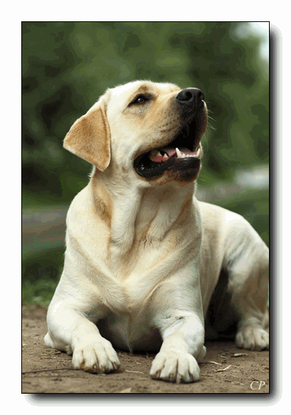 �������� �������� �� ��������� ����� Capas Spirit