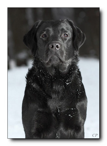 �������� �������� �� ��������� ����� Capas Spirit