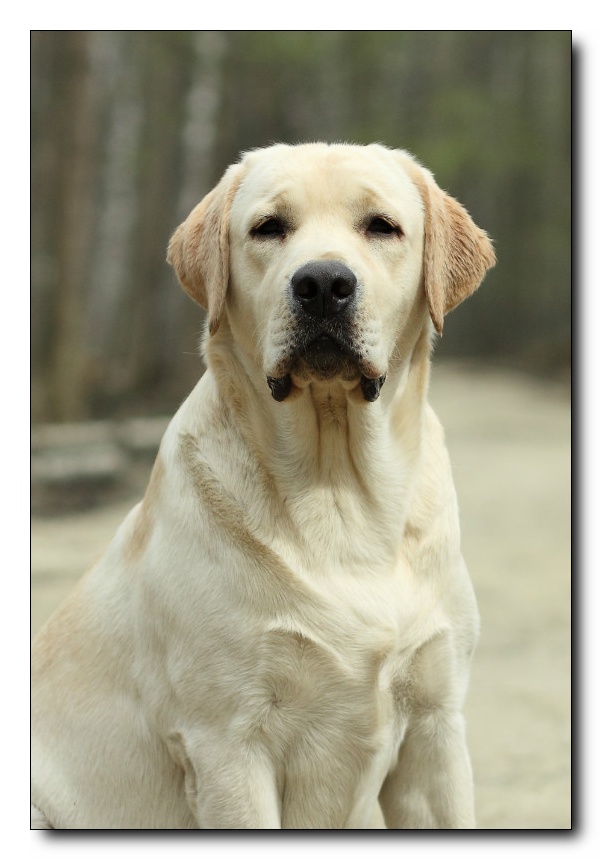 �������� �������� �� ��������� ����� Capas Spirit