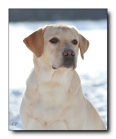 �������� �������� �� ��������� ����� Capas Spirit