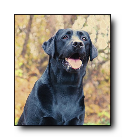 �������� �������� �� ��������� ����� Capas Spirit