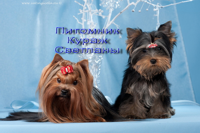 ������������� �������� �����