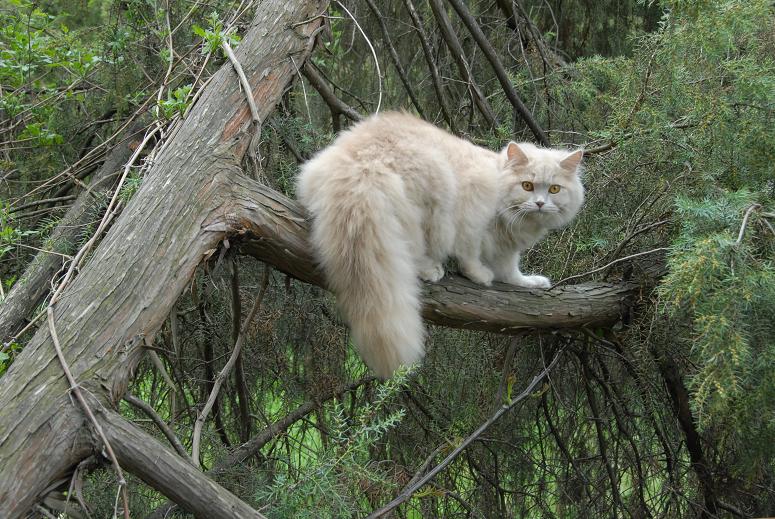 ���������� ��������������