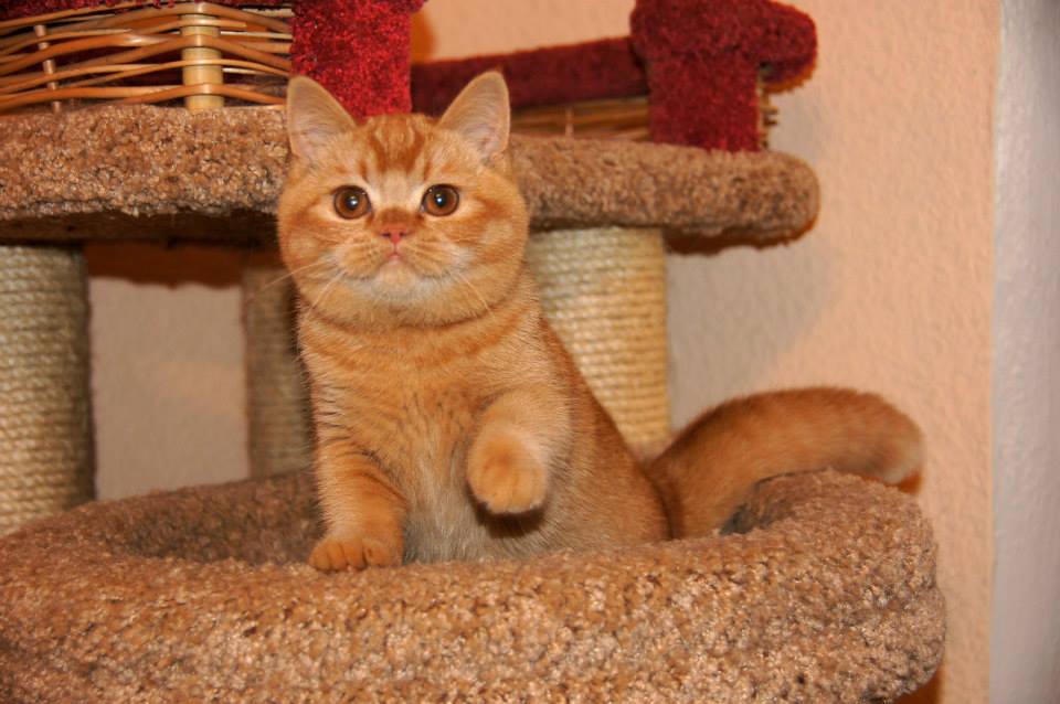 ���������� ��������������