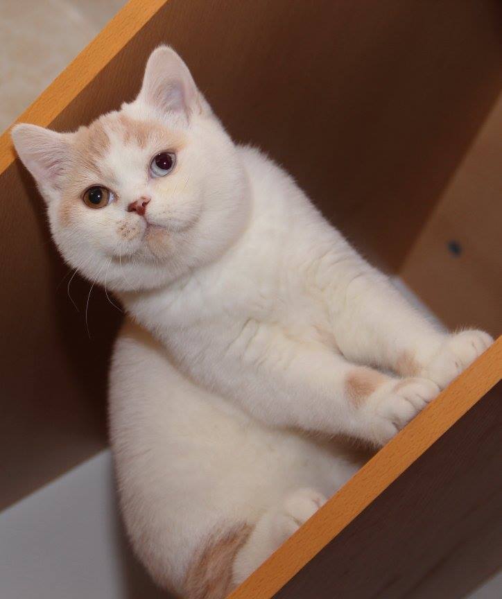 ���������� ��������������