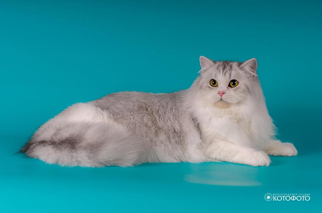 ���������� ��������������