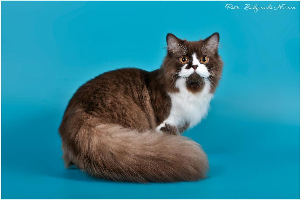 ���������� ��������������