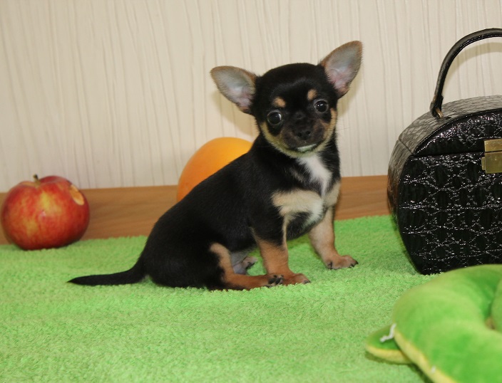 ������������� �������� �����