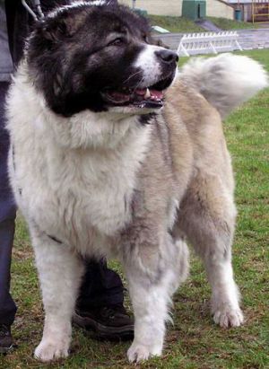 ������������� �������� �����