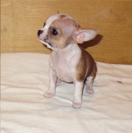 ������������� �������� �����