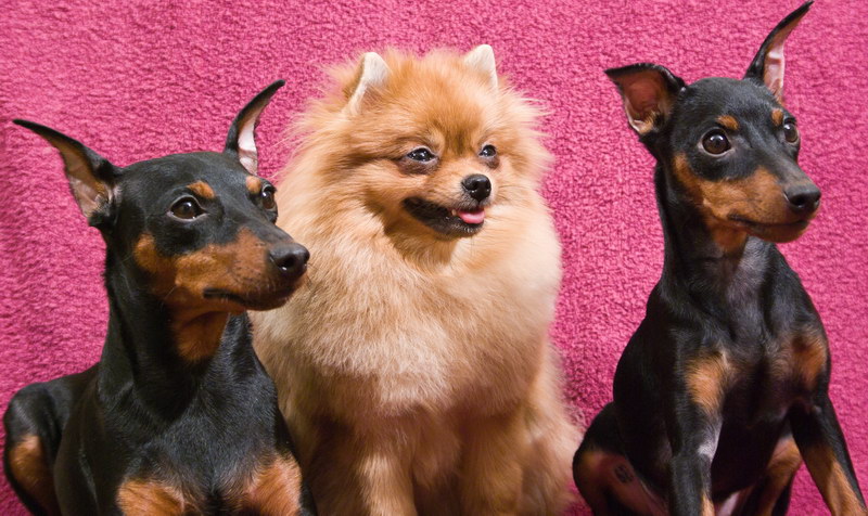 ����������� �� ��������� ����� ����  ����