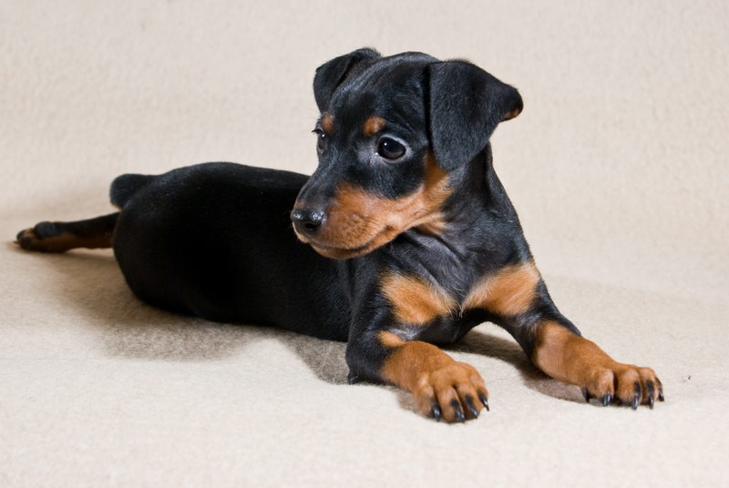 ����������� �� ��������� ����� ����  ����