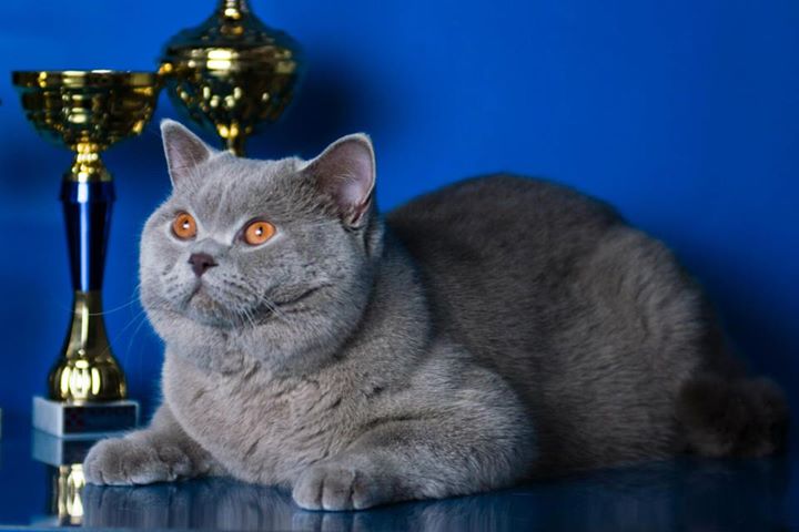 ���������� ���������������. ��������