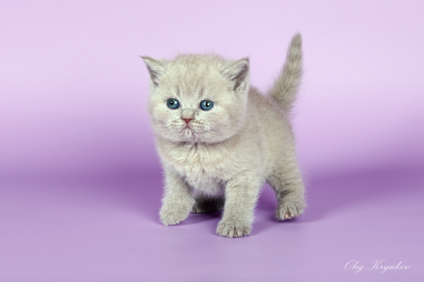 ���������� ���������������. ��������