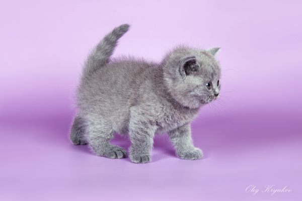 ���������� ���������������. ��������