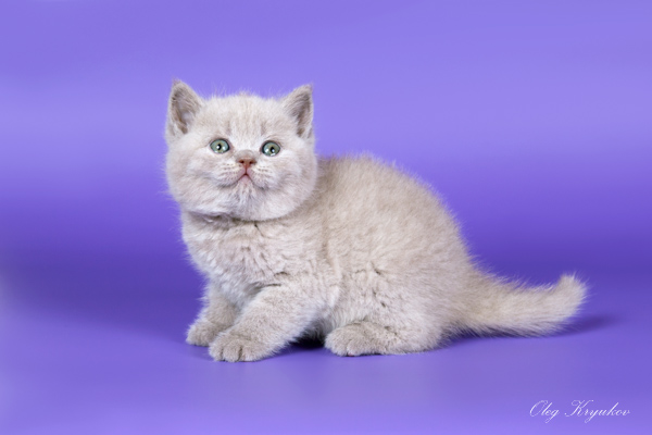 ���������� ���������������. ��������