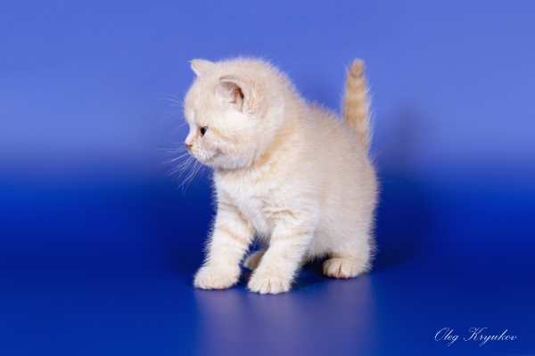 ���������� ���������������. ��������