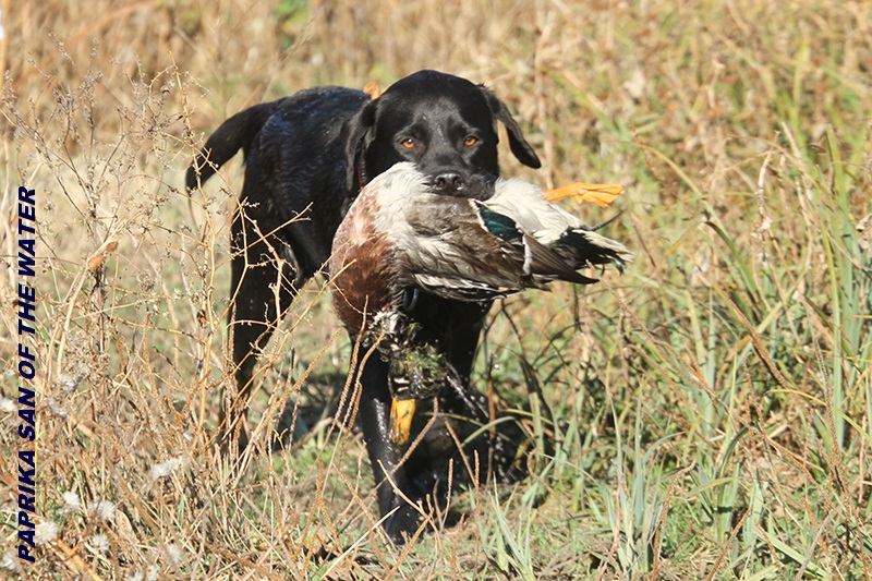 �������� ��������. ��������