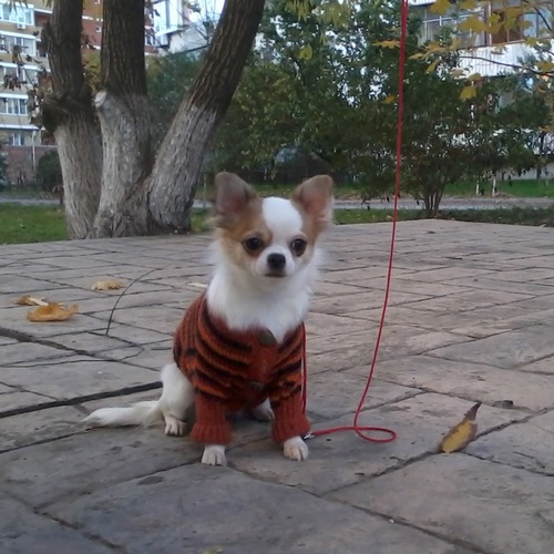 ������������� �������� �����