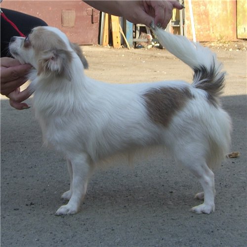 ������������� �������� �����