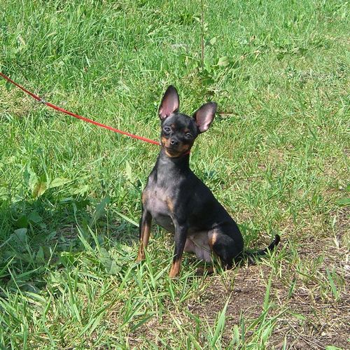 ������������� �������� �����