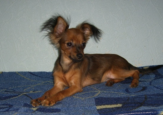 ������������� �������� �����