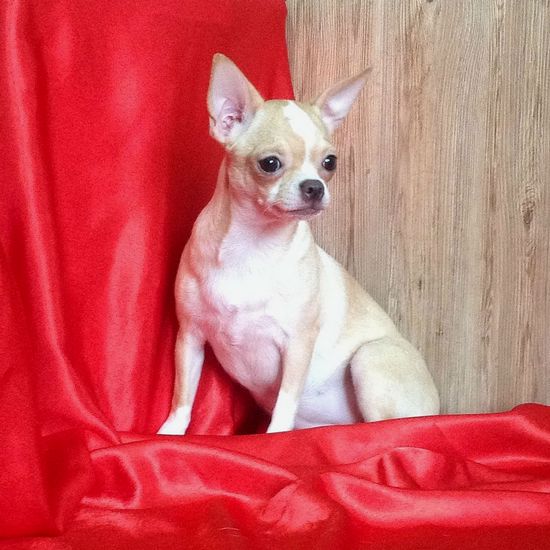 ������������� �������� �����