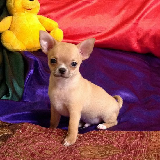 ������������� �������� �����