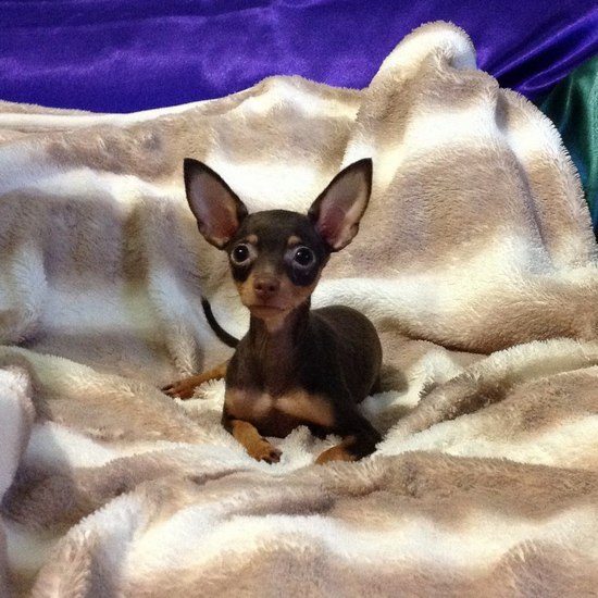 ������������� �������� �����