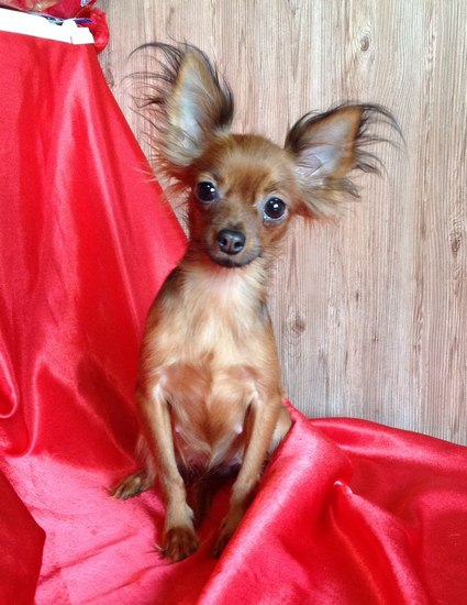 ������������� �������� �����