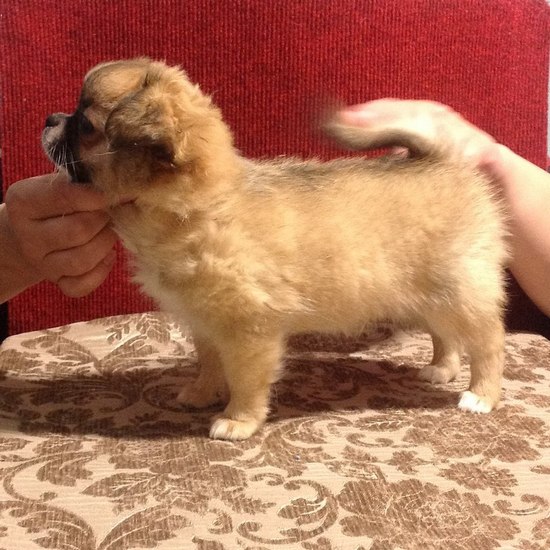 ������������� �������� �����