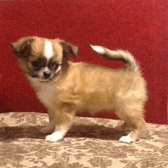 ������������� �������� �����