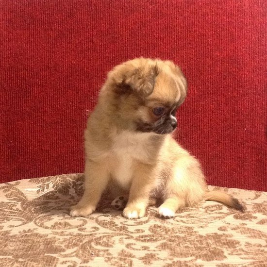 ������������� �������� �����