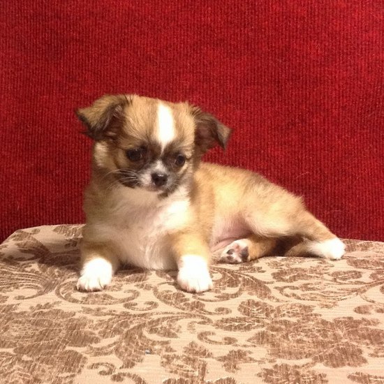 ������������� �������� �����