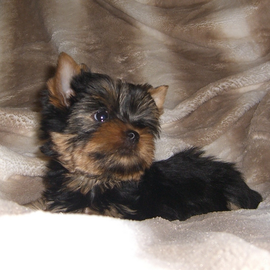 ������������� �������� �����