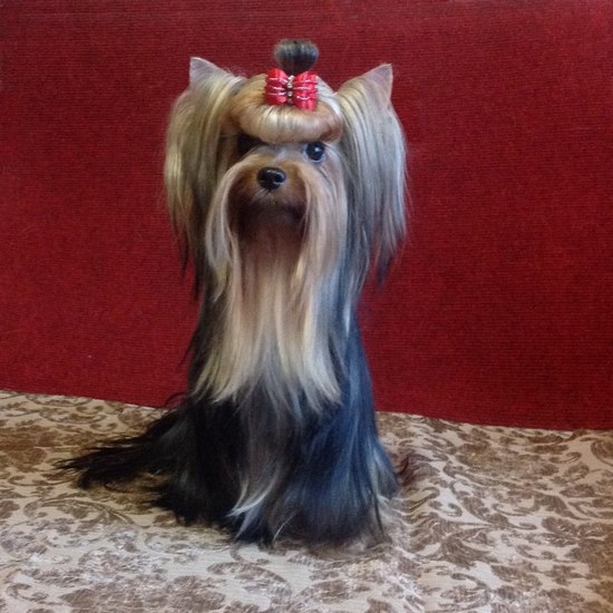 ������������� �������� �����