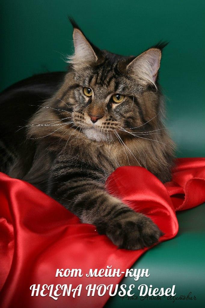 ����-��� �� ��������� ����� Helena House