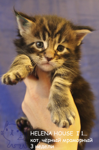 ����-��� �� ��������� ����� Helena House