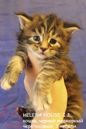 ����-��� �� ��������� ����� Helena House