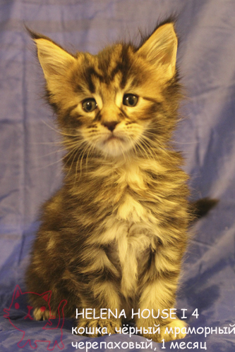 ����-��� �� ��������� ����� Helena House