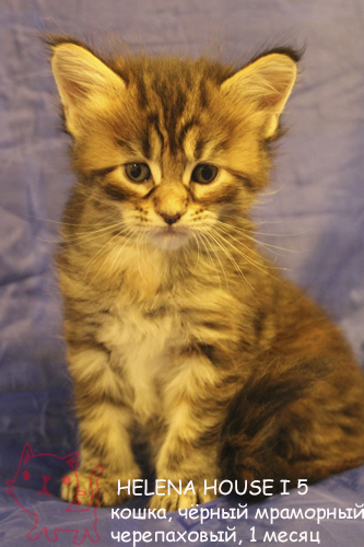 ����-��� �� ��������� ����� Helena House