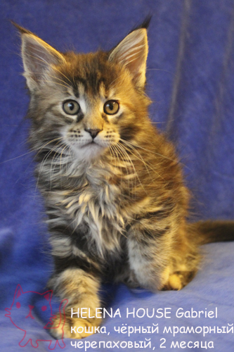 ����-��� �� ��������� ����� Helena House