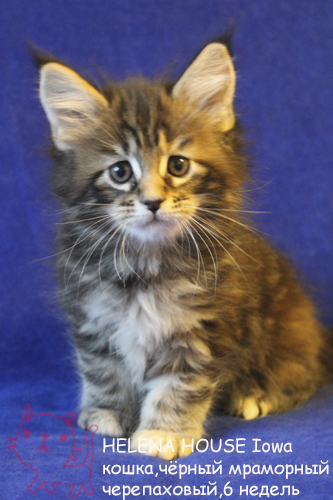 ����-��� �� ��������� ����� Helena House