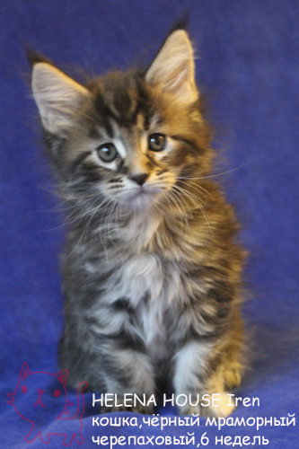 ����-��� �� ��������� ����� Helena House