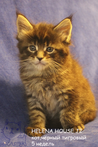 ����-��� �� ��������� ����� Helena House