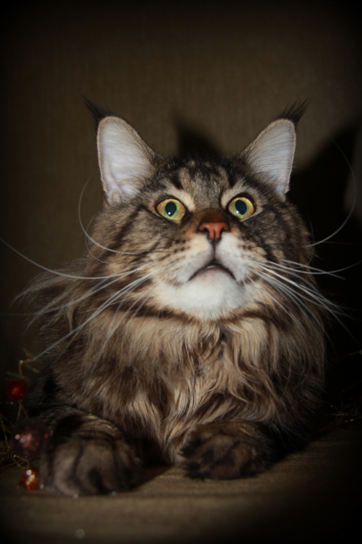 ����-���. ��������