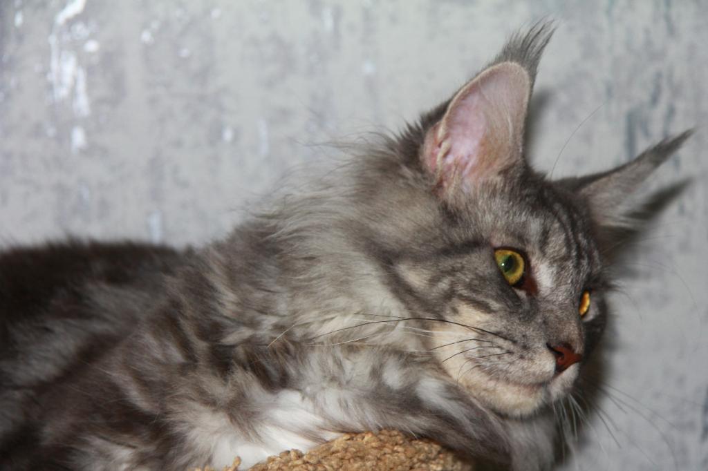 ����-���. ��������