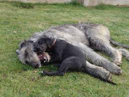 ���������� ��������. ��������