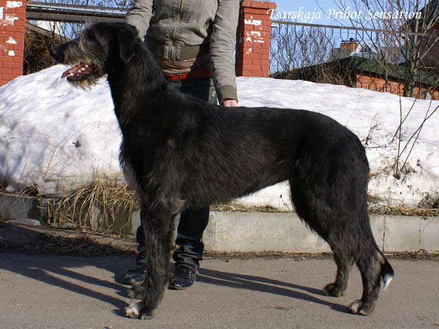 ���������� ��������. ��������