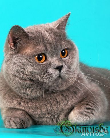 �������� �������� �� ��������� ����� Glamusha